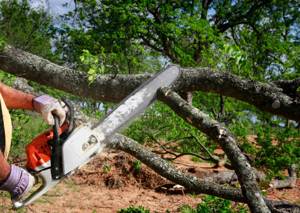 Best Tree Preservation Services  in Wagener, SC